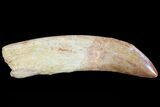 Carcharodontosaurus Tooth - Composite Root #71094-2